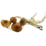 Blue Angels Magic Mushrooms
