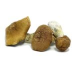 King Kong Magic Mushrooms
