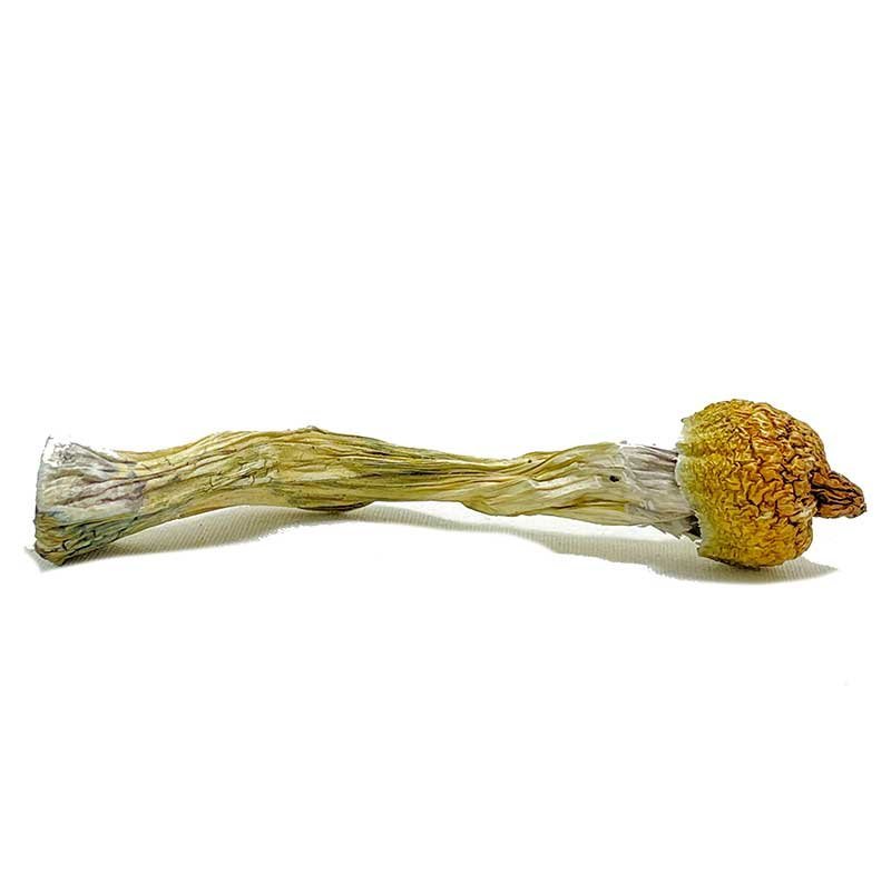 Purple Mystic Magic Mushrooms - Image 2
